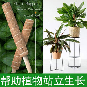 新绿萝柱椰棕棒桩植物花架攀爬架龟背竹支撑椰丝苔藓杆缠绕棕榈皮