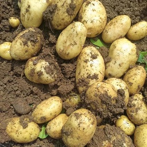 贵州新鲜黄心黄皮土豆小土豆农家自种老品种马铃薯现挖现发10斤