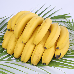 高州香蕉新鲜香甜大蕉当季整箱自然熟无添加banana米蕉5斤包邮