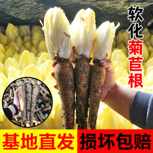 软化黄色菊苣根金玉兰菜白玉兰种软化菊营四季阳台萨菜黄芽菜