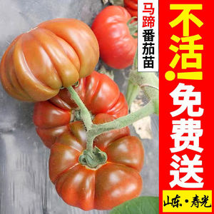 牛排番茄种子苗水果大西红柿种籽马蹄番茄多皱沙瓤四季蔬菜种苗