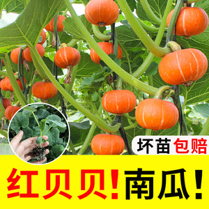 红贝贝南瓜苗子种子甜圆形小南瓜种籽面甜日本南瓜种子农家小菜园