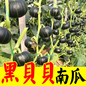 黑贝贝南瓜种子种苗超甜圆形小南瓜种籽面甜日本南瓜种子农家菜园