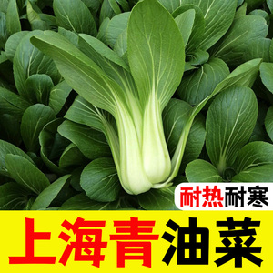 四季上海青种子小青菜种籽油莱菜籽油菜秋冬季可种植蔬菜籽种子