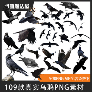 黑色乌鸦渡鸦飞翔鸟类剪影png格式免抠元素图片设计素材COS合成PS