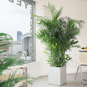 夏威夷竹盆栽袖珍椰子客厅绿植落地真花凤尾竹室内大型散尾葵植物