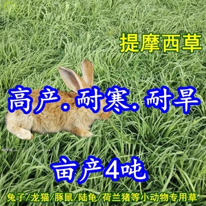 兔子提摩西草籽多年生草种子四季牧草兔草饲料草种