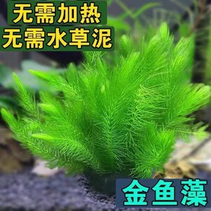 金鱼藻鱼缸狐尾草真水草净化水质增氧无需水草泥耐养好活热带鱼