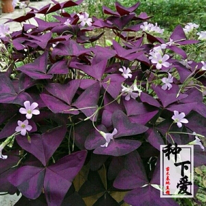 紫花酢浆草 紫花酢浆草品牌 价格 阿里巴巴 紫花酢浆草 紫花酢浆草品牌 价格 阿里巴巴