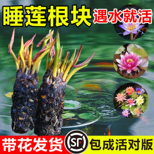 睡莲水培植物四季水养荷花水莲花盆栽花卉水池塘大睡莲根块带花苞