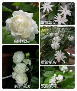 重瓣笔尖茉莉虎头茉莉宝珠茉莉花苗多瓣茉莉浓香十一娘的宝贝