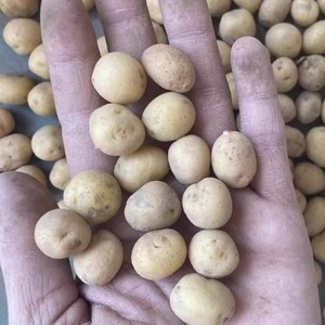 黄金小土豆迷你土豆珍珠土豆恩施非转基因老品种