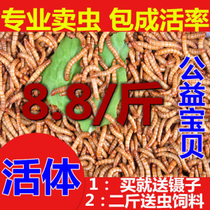 黄粉虫活虫面包虫活体鲜活虫龟八哥仓鼠蝎子画眉鸟食龙鱼饲料