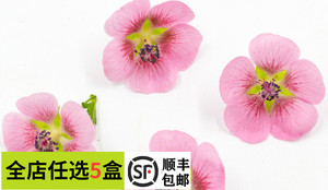 【妙而鲜优选】新鲜小木槿40朵/盒 迷你木槿花可食用西餐摆盘装饰
