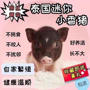 泰国小香猪宠物猪活物长不大的迷你猪可爱巴马香猪仔活体幼崽纯种