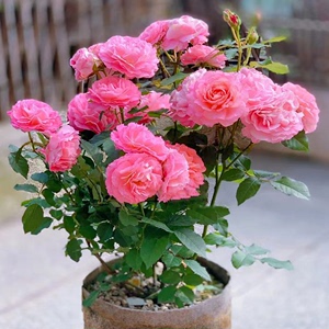 海神王月季花苗盆栽大苗四季开花不断灌木室内外花卉绿植物玫瑰
