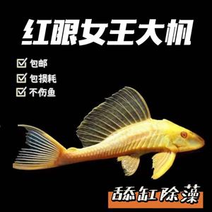 热带鱼女王大帆胡子清道夫工具鱼观赏鱼除藻绿苔清洁鱼小型红眼鱼