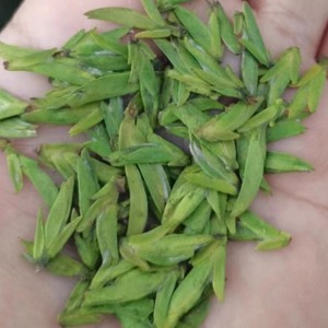 2024年新茶松阳龙形扁形嫩芽明前特级开园头采板栗香豆香型茶叶