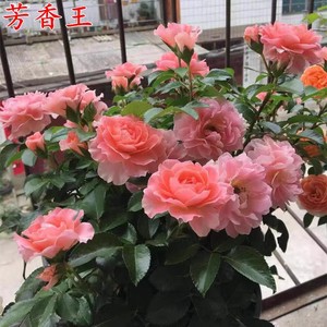 欧月芳香王月季苗阳台系列大花微月浓香盆栽四季开花