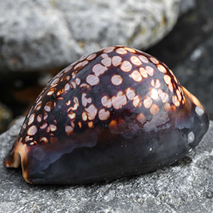 天然稀有海螺贝壳龟甲宝螺标本螺 手把件 鱼缸造景地中海家居收藏