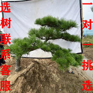 黑松造型树老桩迎客松大树苗日本黑松盆景矮霸松树盆栽造景景观树