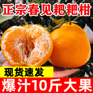 正宗春见耙耙柑水果新鲜当季整箱橘子丑应季粑粑柑桔子10斤杷杷柑