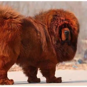 纯种藏獒幼犬狮头獒铁包金狮王活体护卫犬出售红獒雪獒大型犬幼崽
