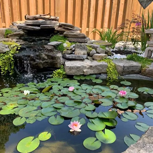 池塘水缸睡莲水培植物四季水养水莲花苗耐寒睡莲根块荷花睡莲种球