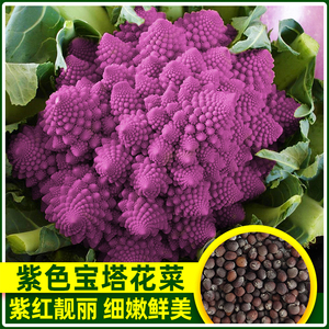 紫色宝塔花菜种子 国产黄绿紫西兰花西蓝花籽螺旋菜花蔬菜种孑