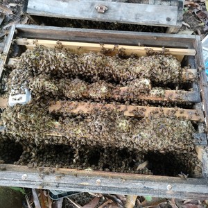 蜂群中蜂笼蜂 授粉蜜蜂 中华蜂活体活群出售 活蜜蜂群带蜂王带箱