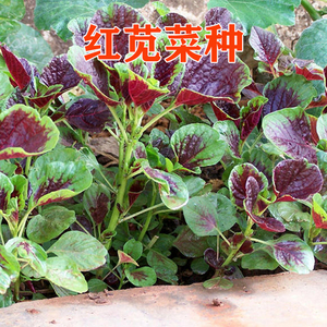 花叶红苋菜种子易种植保健长寿野菜口感糯滑四季可种蔬菜种籽