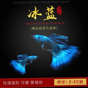 黄礼服孔雀鱼 黄礼服孔雀鱼品牌 价格 阿里巴巴