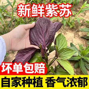 紫苏叶新鲜食用带杆炒菜调味菜农家自种现摘现发整箱包邮批发商用