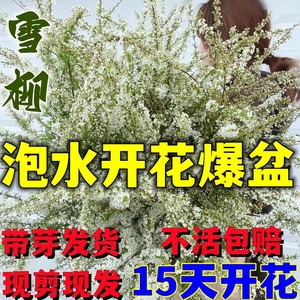 重瓣雪柳干枝鲜枝水养真花干支室内花卉绿植水培植物泡水开花盆栽