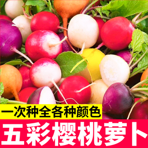 四季盆栽五彩红紫黄白皮樱桃萝卜种子手指沙窝青萝卜菜籽嫩脆高产