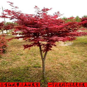 庭院原生日本红枫树苗盆栽地栽红舞姬中国红枫四季常年红绿化植物