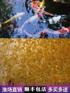 锦鲤水花鱼苗幼苗日本纯种进口丹顶红白昭和小鱼观赏鱼活鱼金鱼