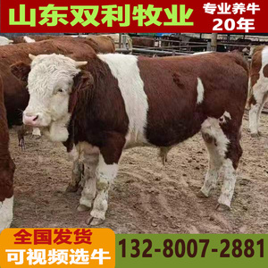 西门塔尔牛活牛改良黄牛犊鲁西黄牛利木赞牛犊子肉牛养殖技术服务