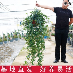 常春藤盆栽室内绿植吊兰垂吊植物阳台吸甲醛四季常青好养长青爬藤