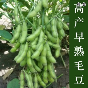 高产大粒毛豆种子黄豆种籽豆角种子阳台盆栽四季播蔬菜种子包邮。