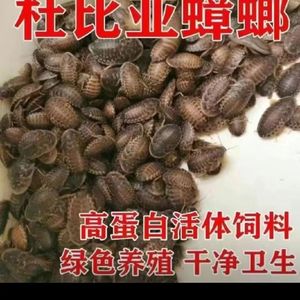 杜比亚蟑螂活虫昆虫鬃狮蜥龙鱼鸟宠物饲料喂鸟虫子爬宠活物活体