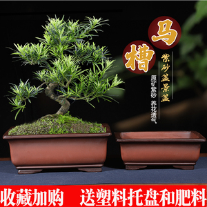 紫砂花盆长方形花盆榕树发财树老桩金钱树迎客松绿植花卉盆景盆栽