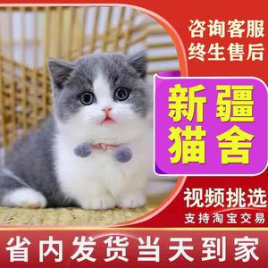 【新彊猫舍】英短蓝白猫布偶猫纯白折耳蓝猫金银渐层猫美短矮脚猫