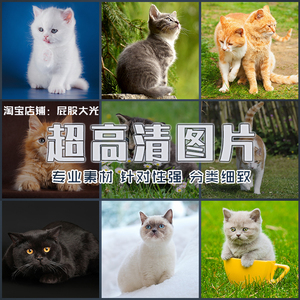 超大超高清图片多种宠物猫小奶猫花猫黑猫蓝猫白猫可爱小猫咪素材