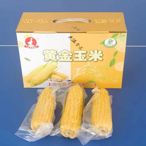崇明特产大瀛黄糯玉米2kg盒装 熟煮香糯独立真空黄玉米棒加热食用