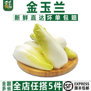 【千牛优福】金玉兰菜500g 金玉兰苦白菜欧洲菊苣比利时芽球菊苣