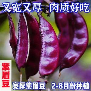 早熟扁豆种子四季播蔬菜瓜果紫红眉豆角种孑猪耳朵红边峨眉豆种籽