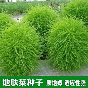 地肤菜种子扫帚菜绿叶地肤种子菜园阳台盆栽庭院绿化野菜蔬菜种子