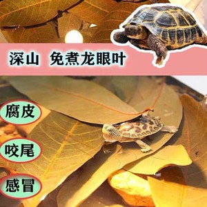 龟缸造景摆件龙眼叶养龟专用材料榄仁叶龟用装饰水草鱼缸乌龟植物