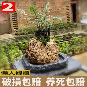 吸水石狼尾蕨老桩盆景蕨类植物桌面绿植盆栽水培办公室茶几摆件